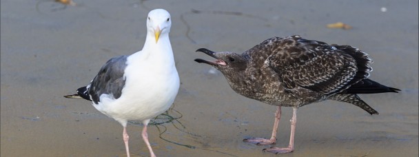 Couples Communication: Listening Without Reacting